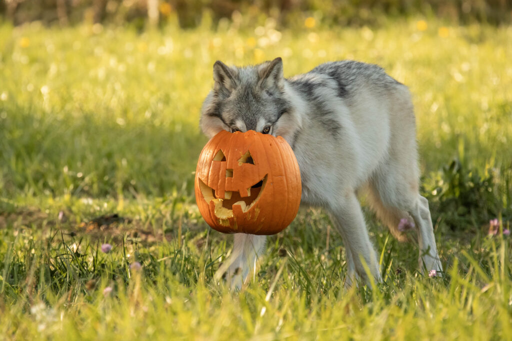 wolf carrying a pumpkin in his mouth