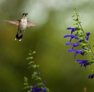 hummingbird