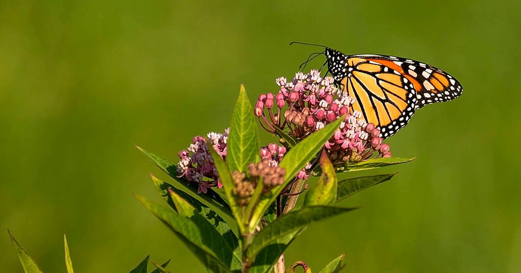 butterfly on flower