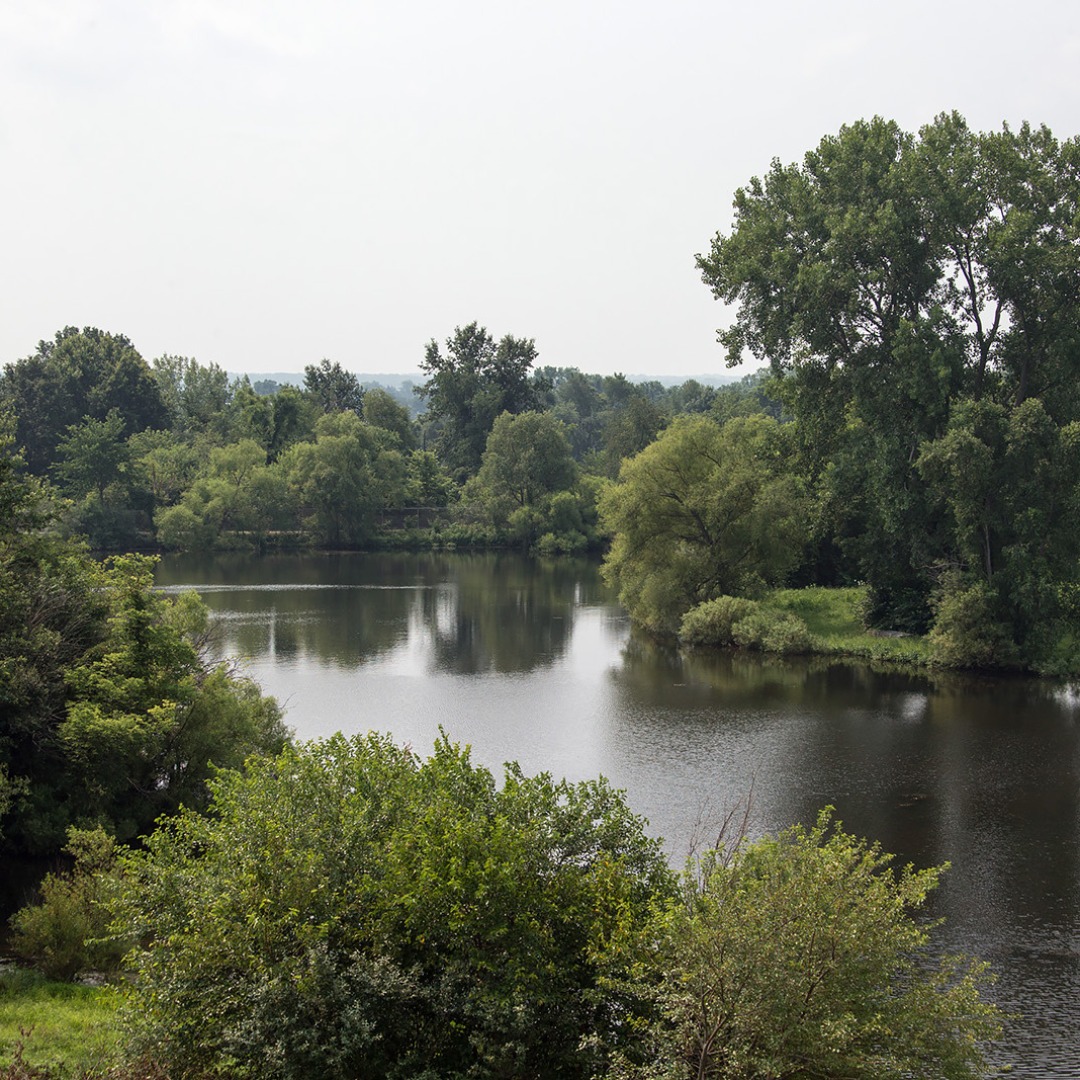 pond and trees