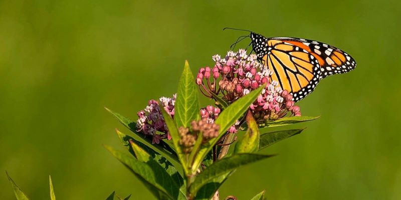 butterfly on flower