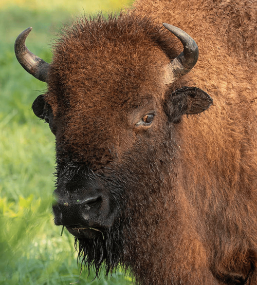 Bison